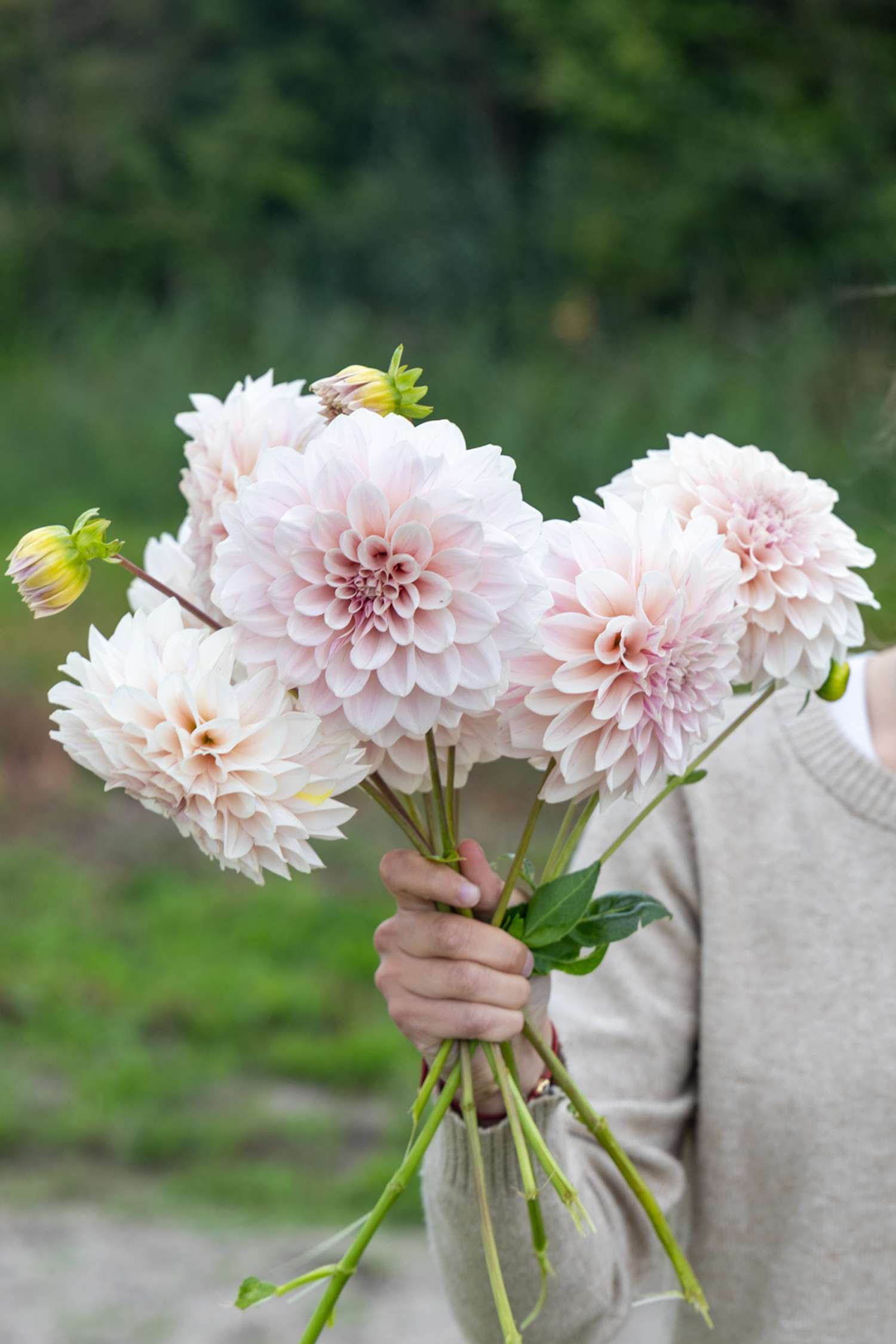 Dahlie ‘Cafe au Lait Pale Pink’ - Dahlia